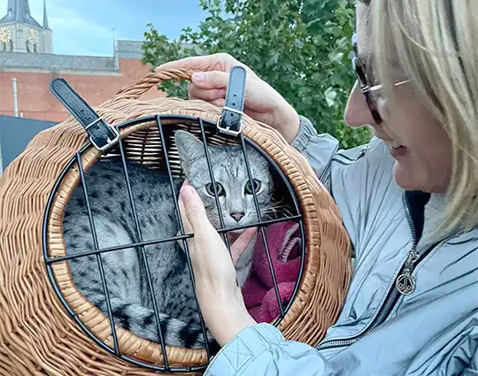kattenadoptie