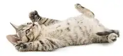 Kitten op haar rug
