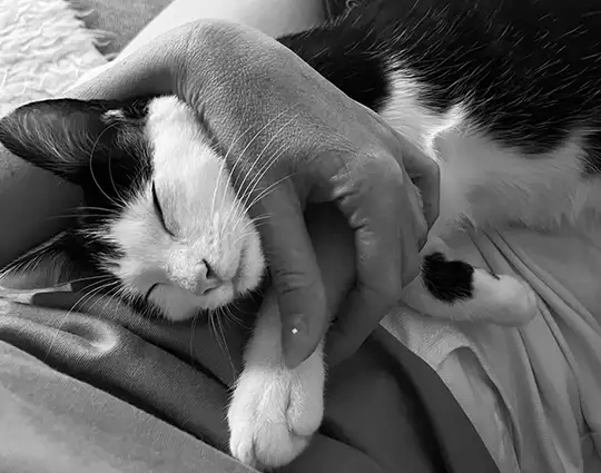 Kat op schoot tijdens adoptie