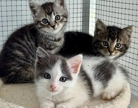 Kittens ter adoptie