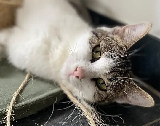 Mooi kitten kijkt naar kattenouder
