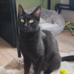 missie miauw vzw velvet 262026 main