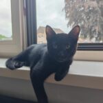 missie miauw vzw vic 262023 main
