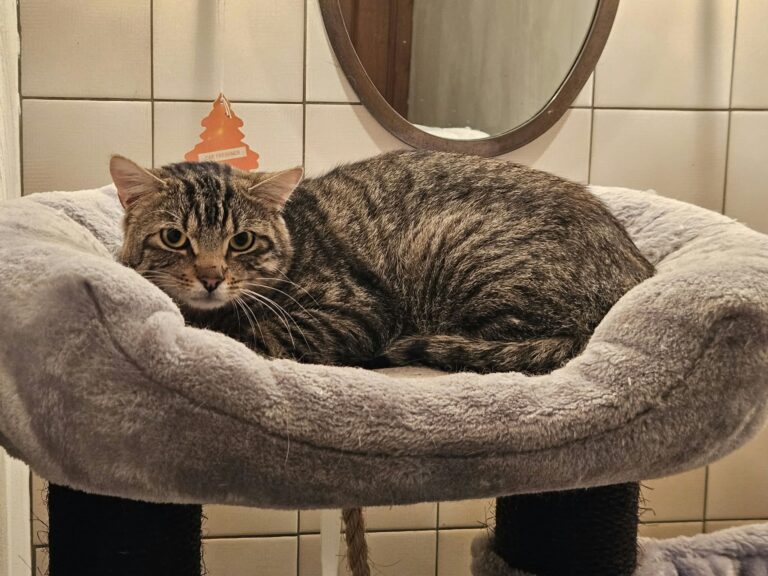 missie miauw vzw karel 270376 main