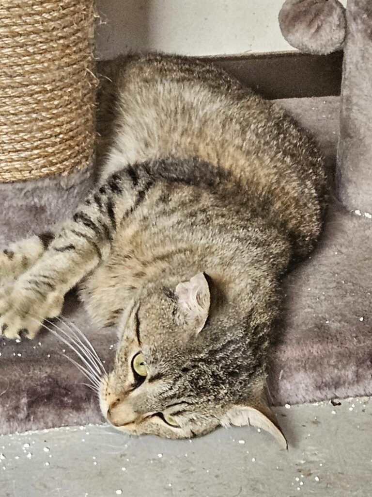 missie miauw vzw tomi 270373 main